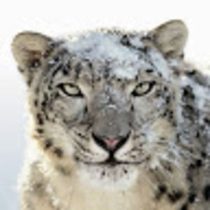 Meet your Posher, Steven